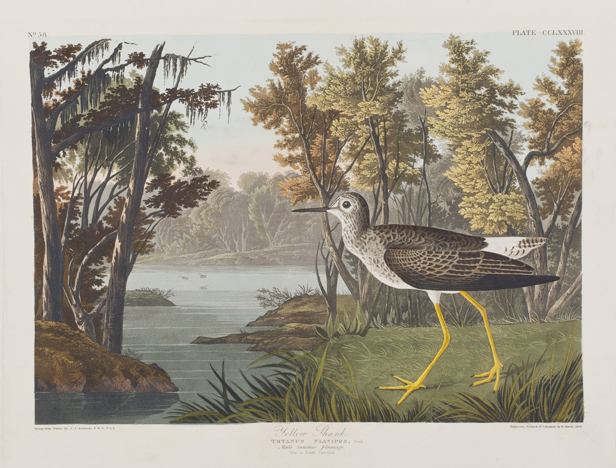 Illustration från "Birds of America" av John James Audubon