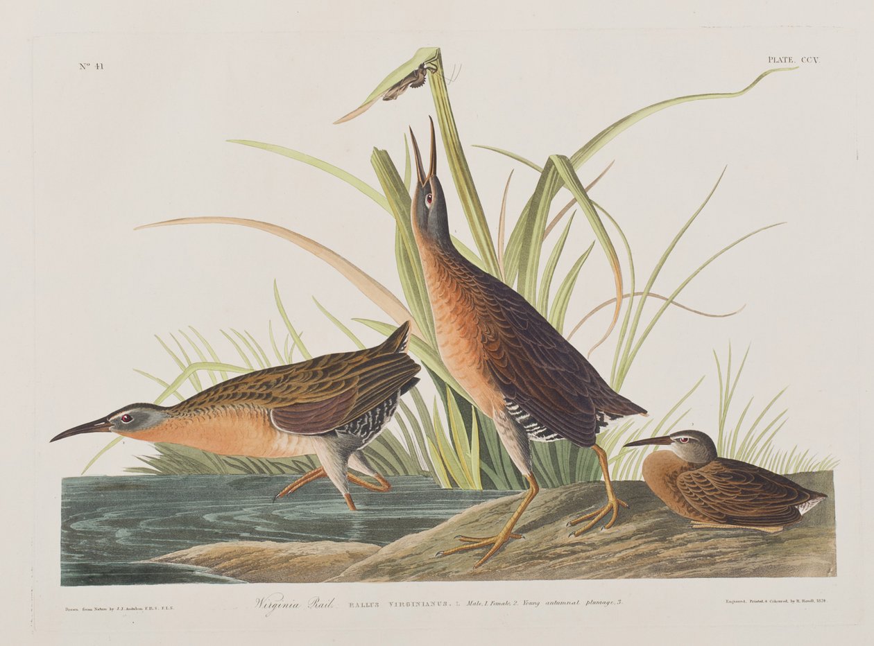 Illustration från "Birds of America" (Fåglar i Amerika) av John James Audubon