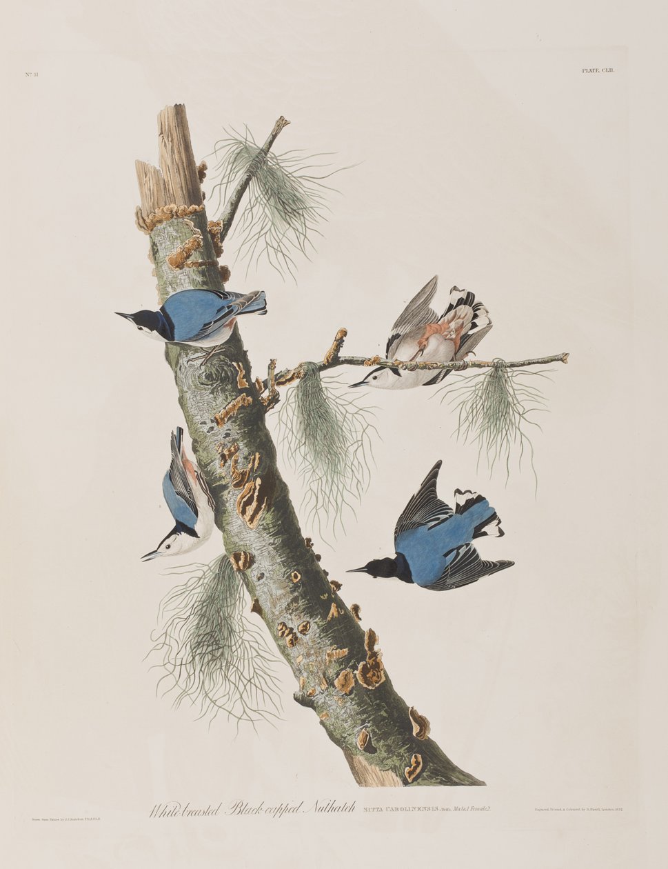 Illustration från "Birds of America" av John James Audubon
