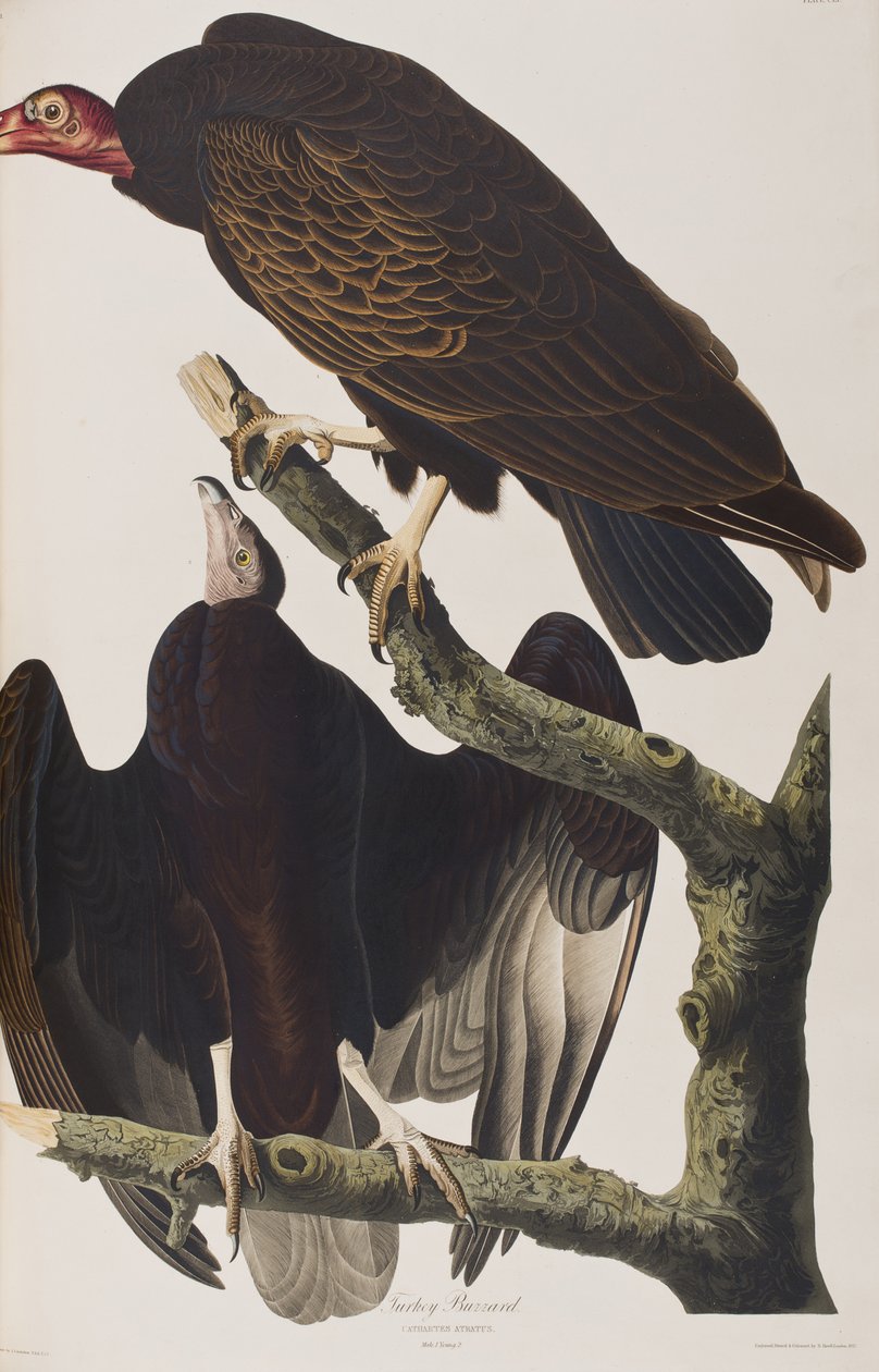 Illustration från "Birds of America" av John James Audubon
