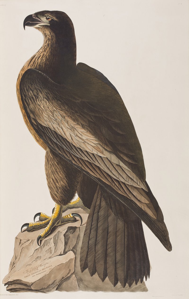 Illustration från "Birds of America" av John James Audubon