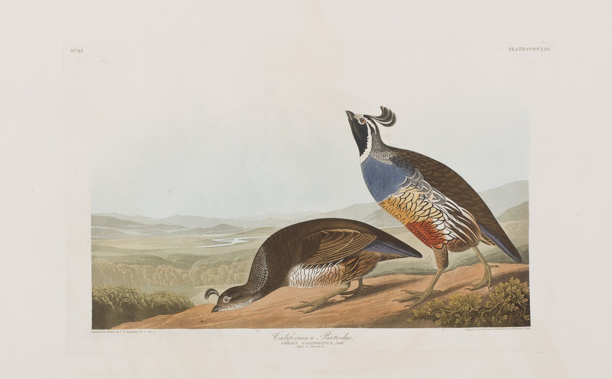 Illustration från "Birds of America" (Fåglar i Amerika) av John James Audubon