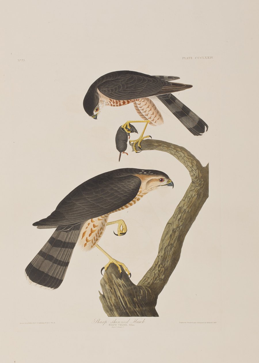 Illustration från "Birds of America" av John James Audubon