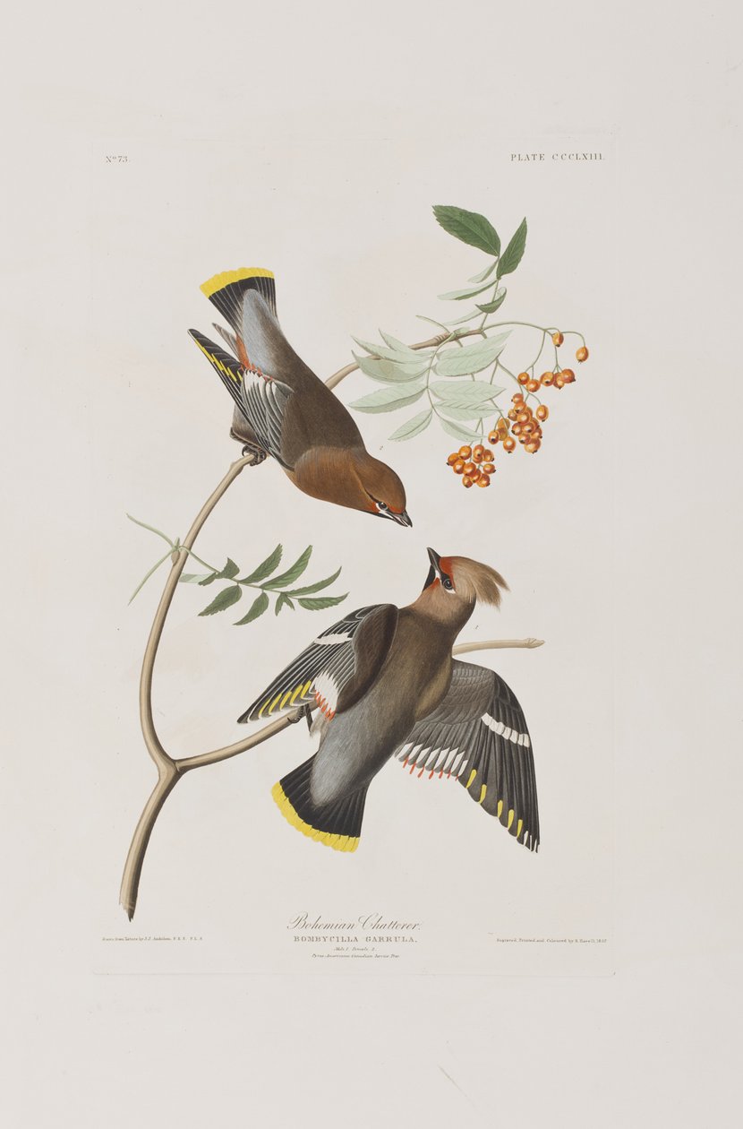 Illustration från "Birds of America" av John James Audubon