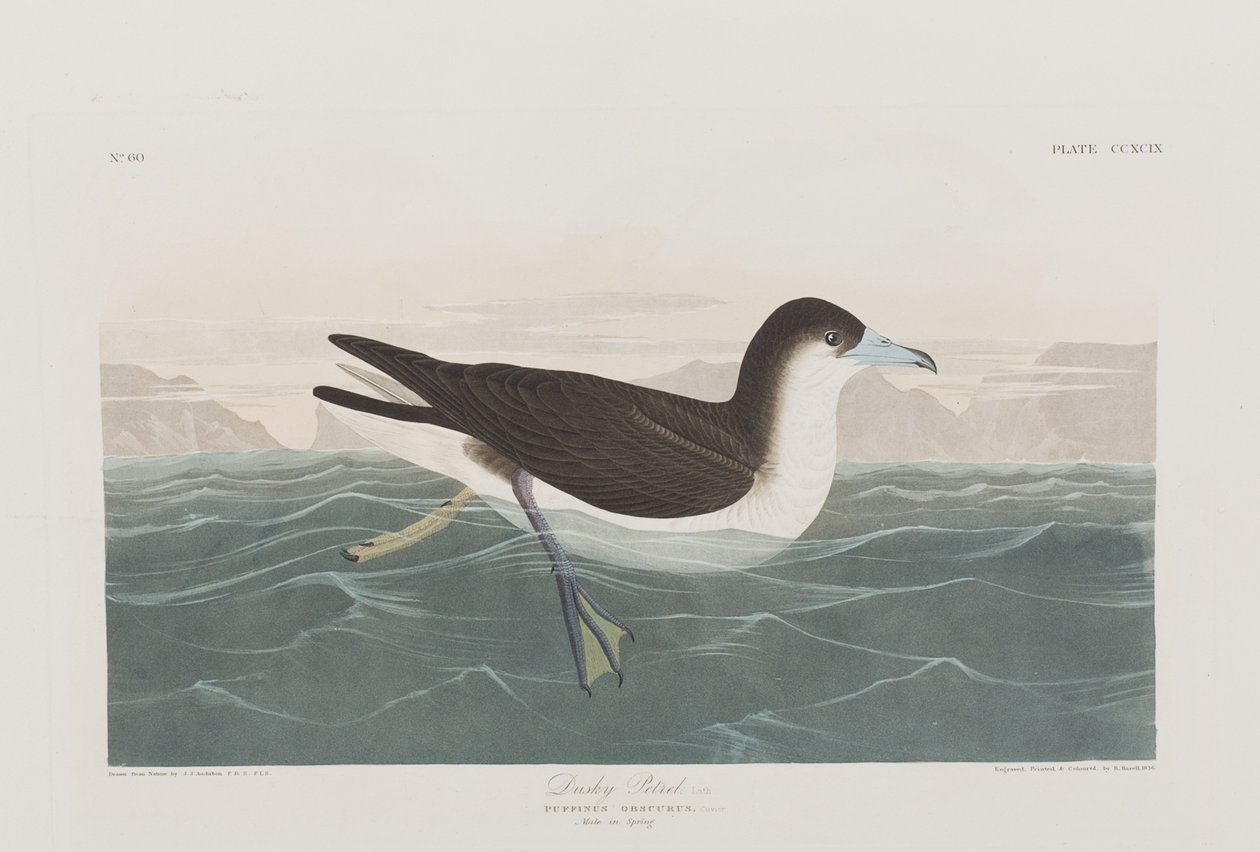 Illustration från "Birds of America" av John James Audubon
