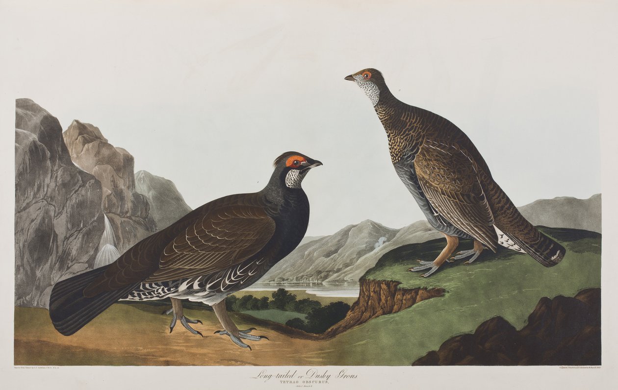 Illustration från "Birds of America" av John James Audubon