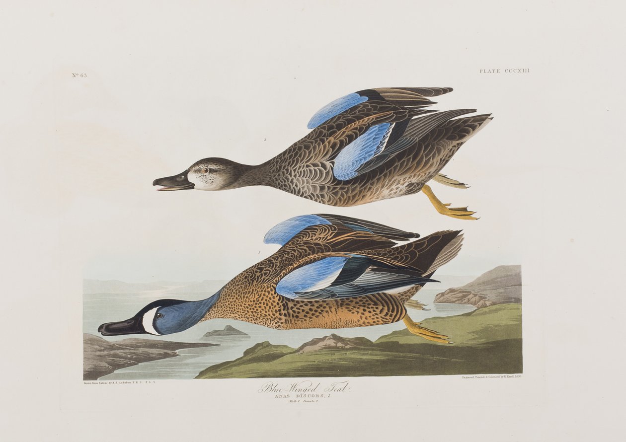 Illustration från "Birds of America" av John James Audubon