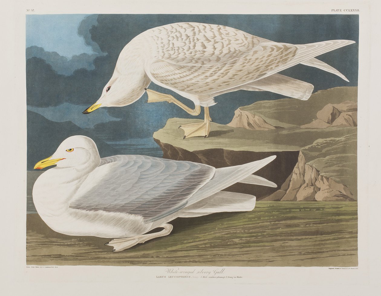 Illustration från "Birds of America" (Fåglar i Amerika) av John James Audubon