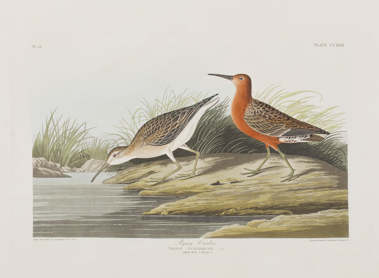 Illustration från "Birds of America" av John James Audubon