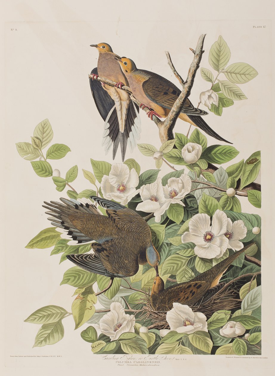 Illustration från "Birds of America" av John James Audubon