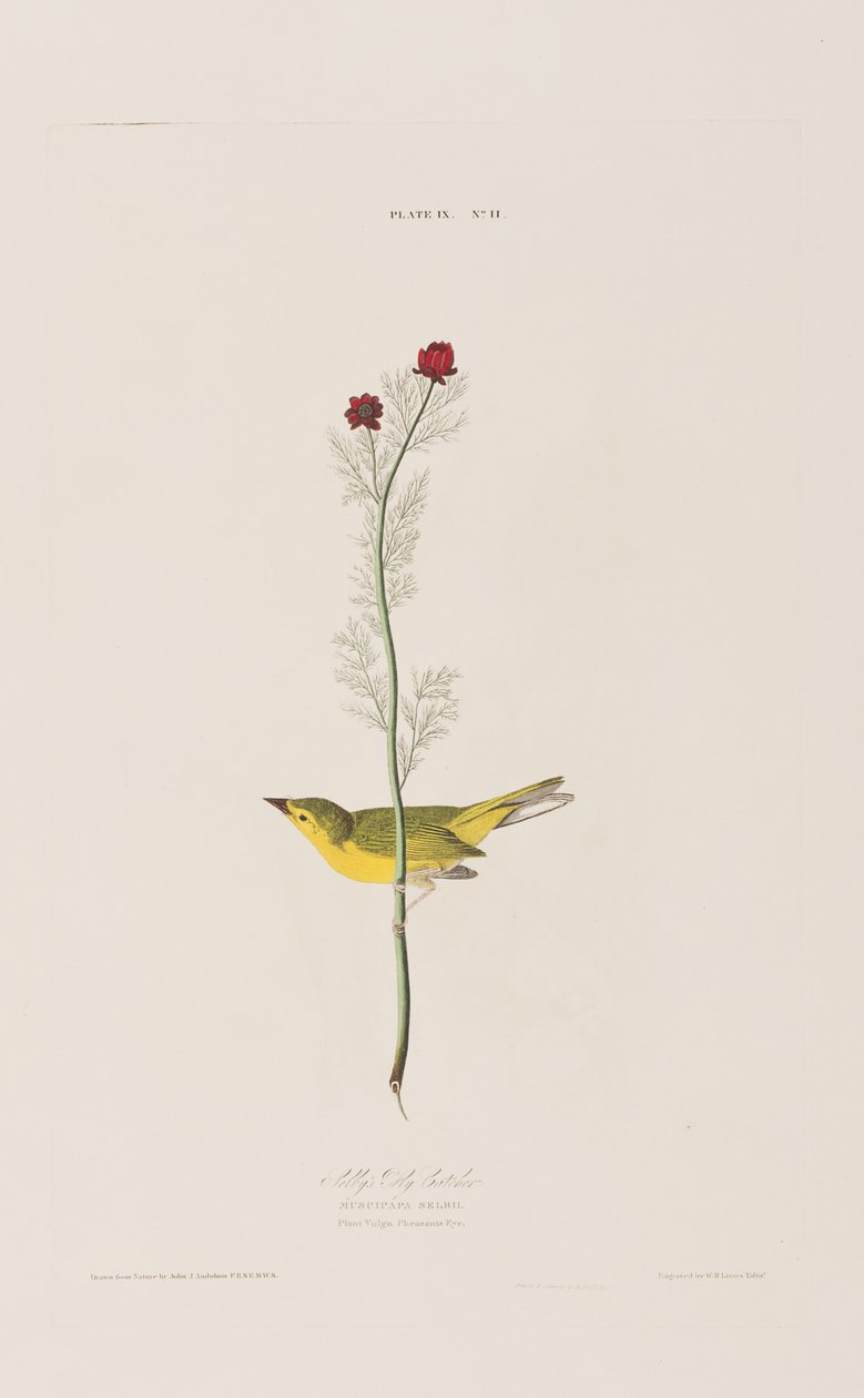 Illustration från "Birds of America" av John James Audubon