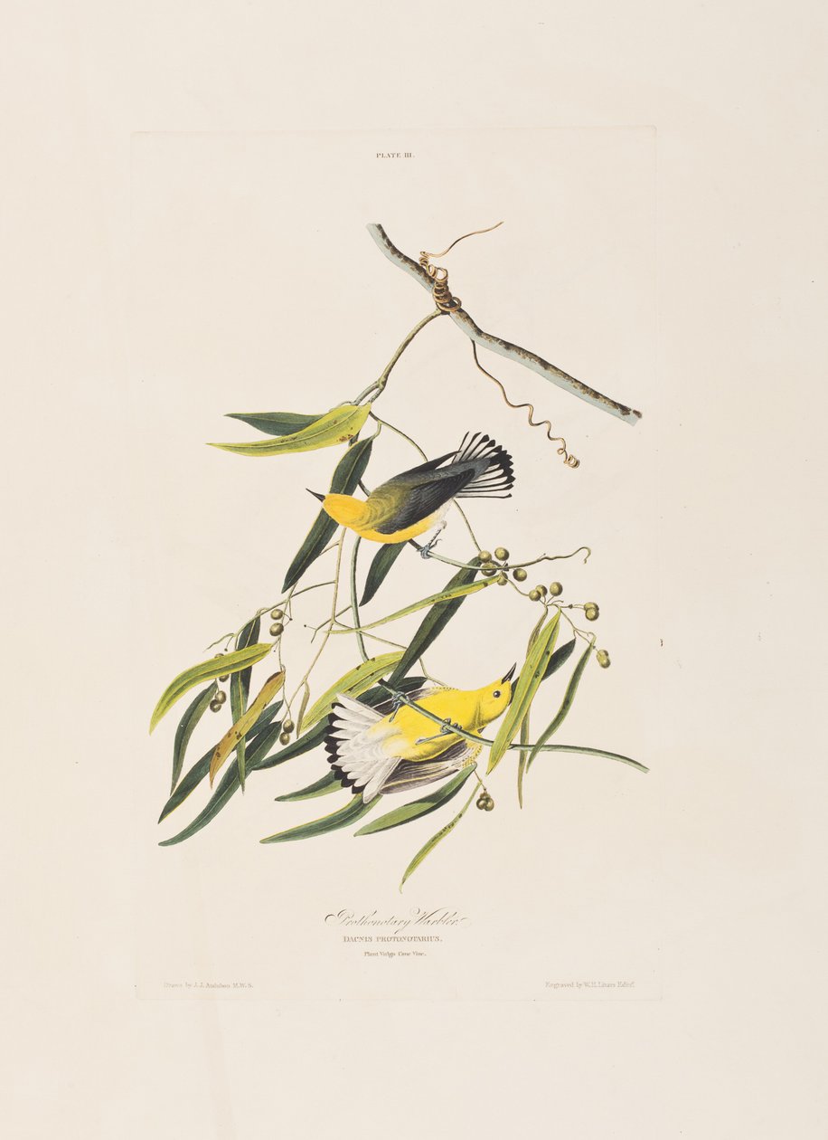 Illustration från "Birds of America" (Fåglar i Amerika) av John James Audubon