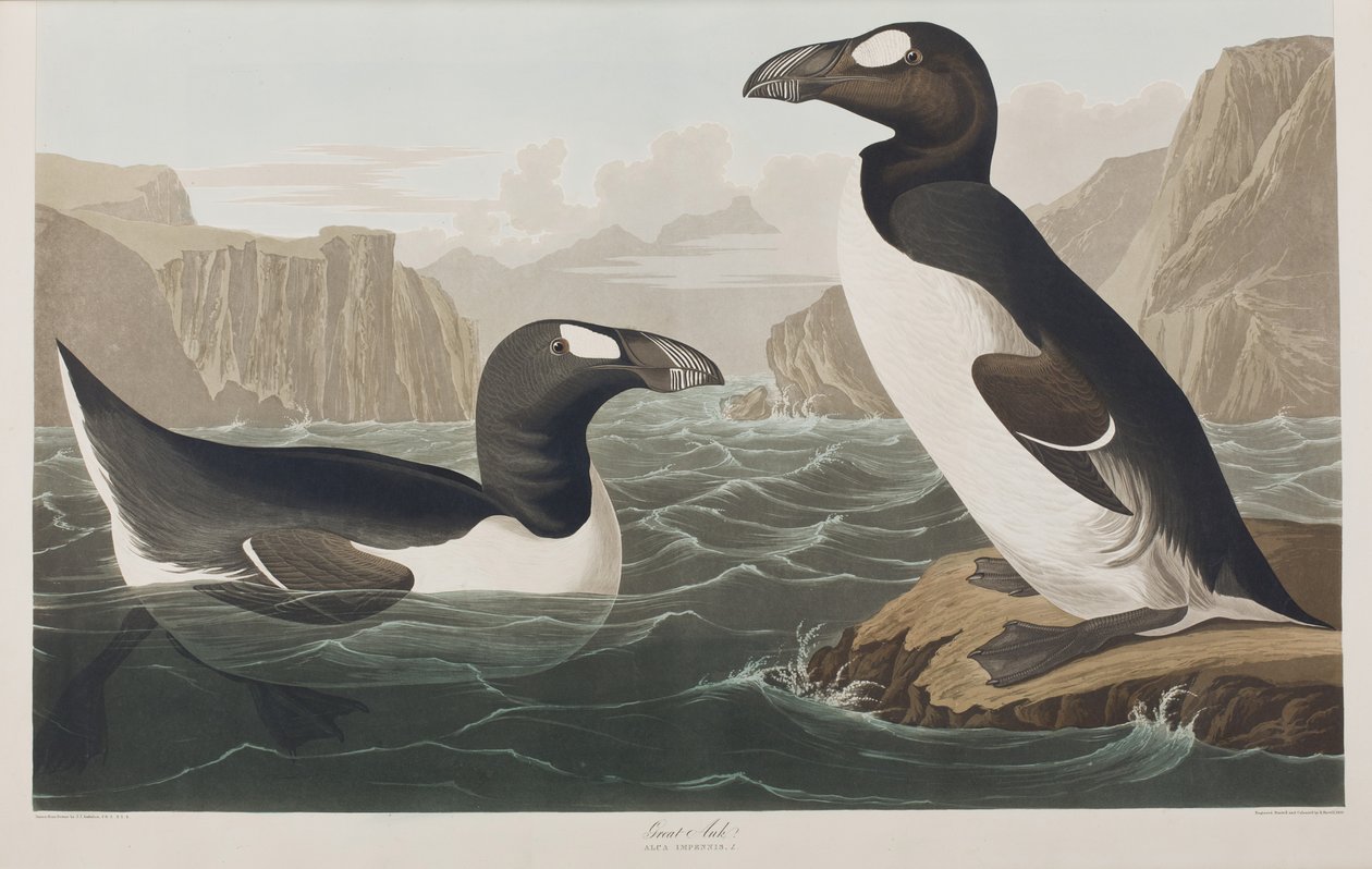 Illustration från "Birds of America" av John James Audubon