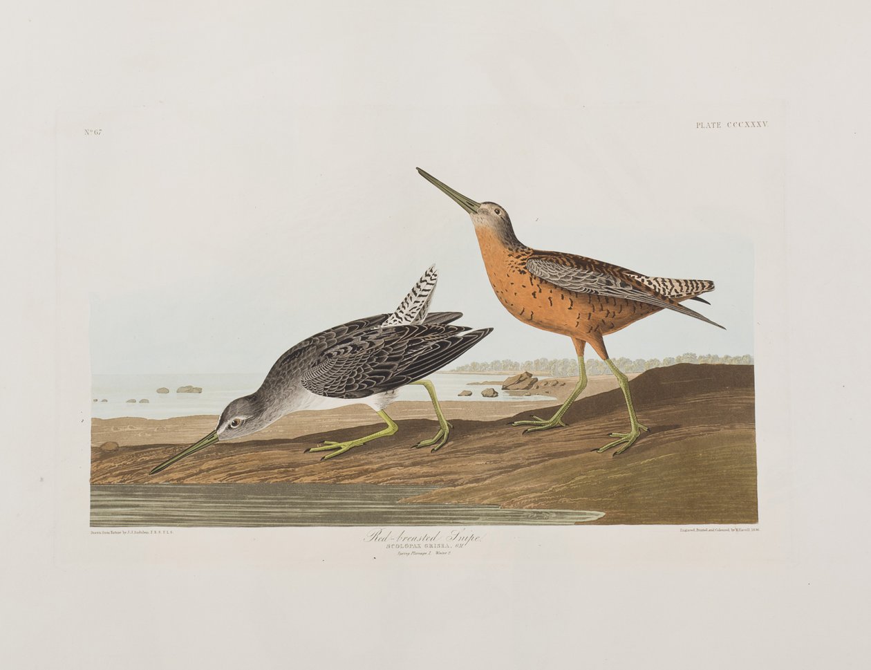 Illustration från "Birds of America" av John James Audubon