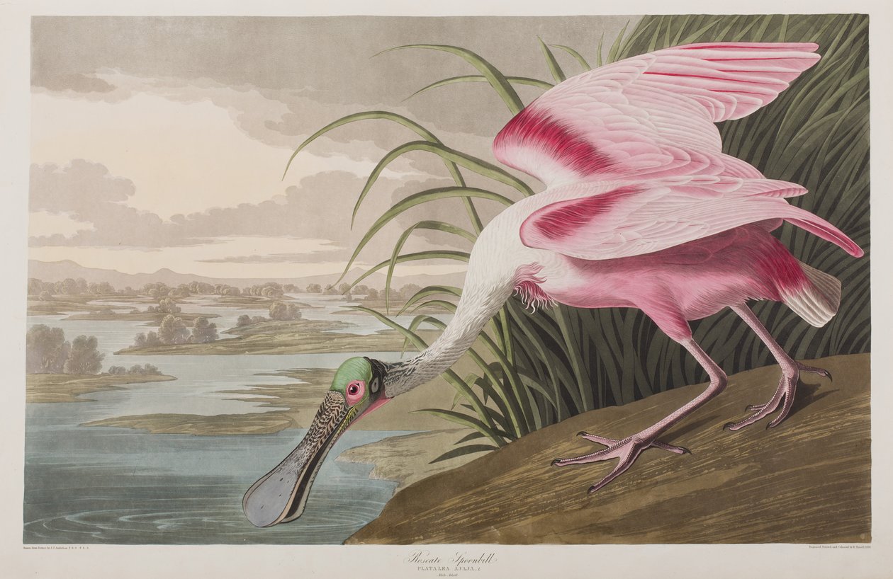 Illustration från "Birds of America" av John James Audubon