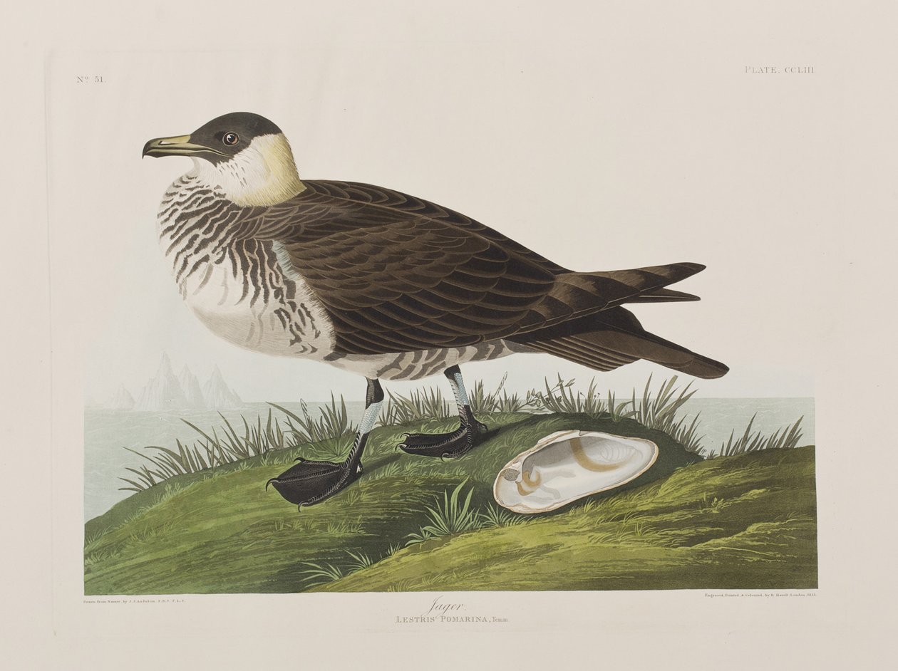 Illustration från "Birds of America" av John James Audubon