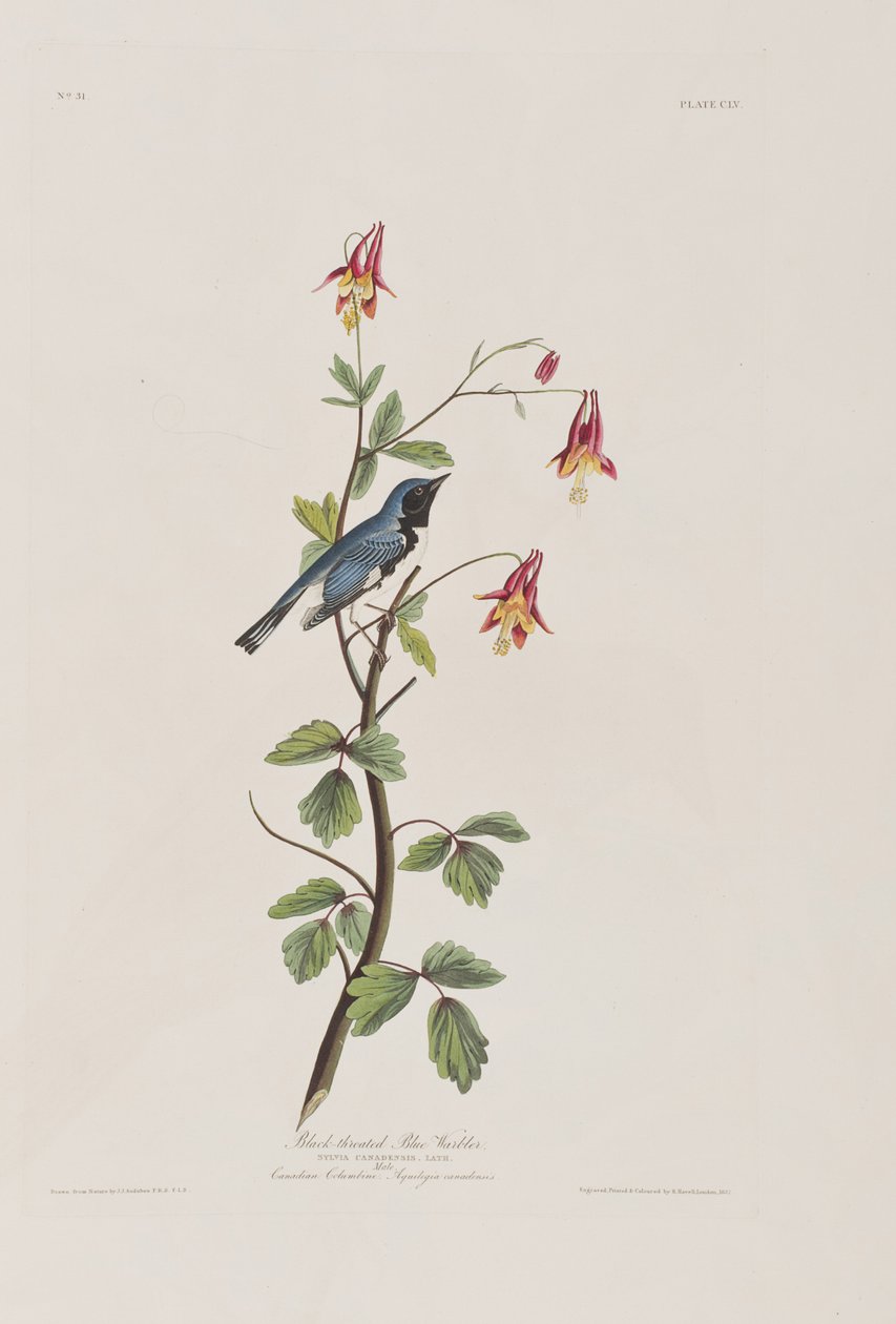 Illustration från "Birds of America" av John James Audubon