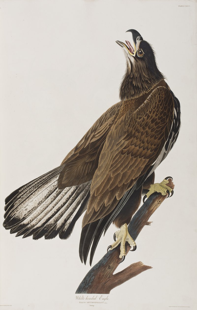 Illustration från "Birds of America" av John James Audubon