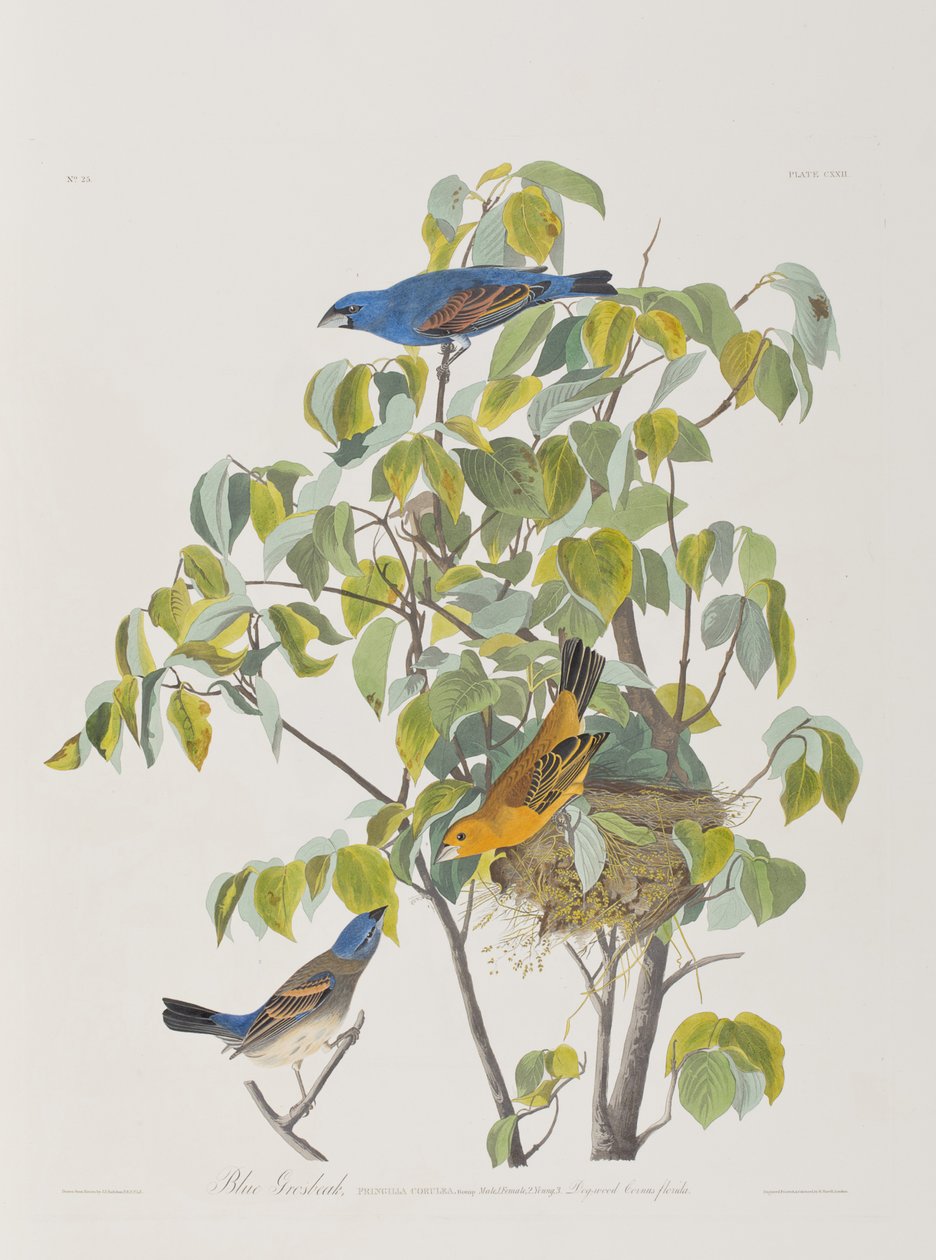 Illustration från "Birds of America" av John James Audubon