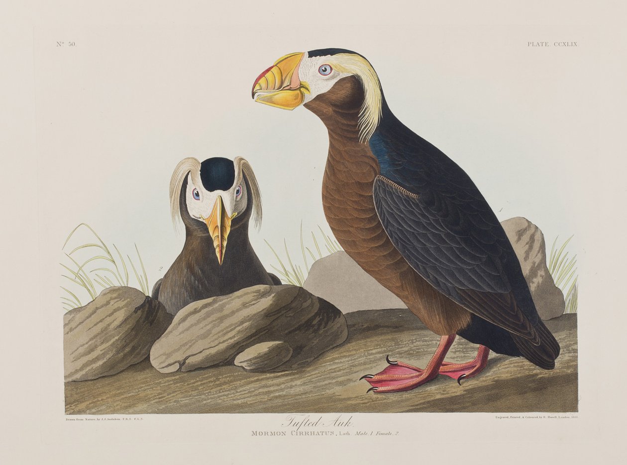 Illustration från "Birds of America" av John James Audubon