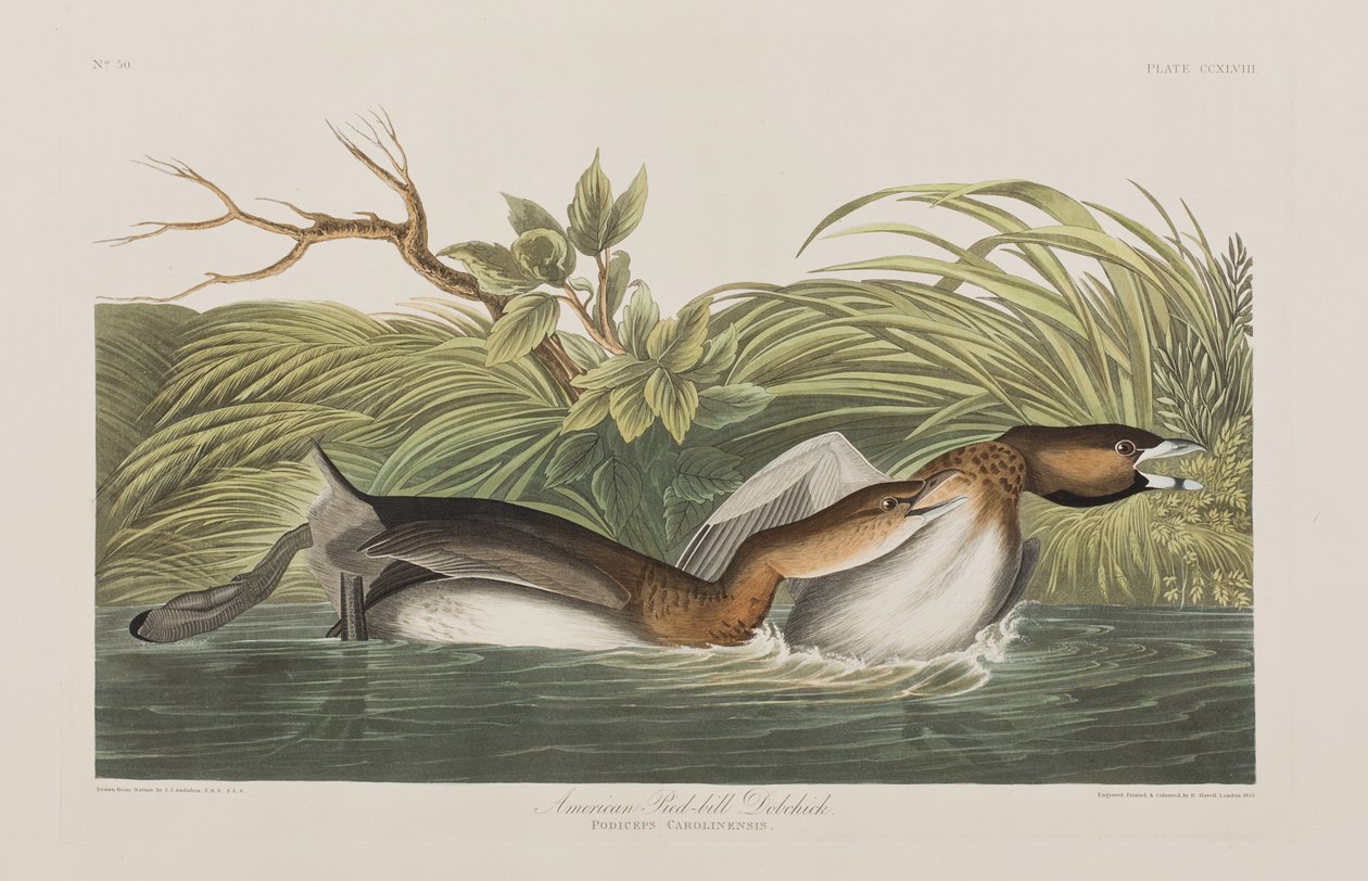 Illustration från "Birds of America" av John James Audubon