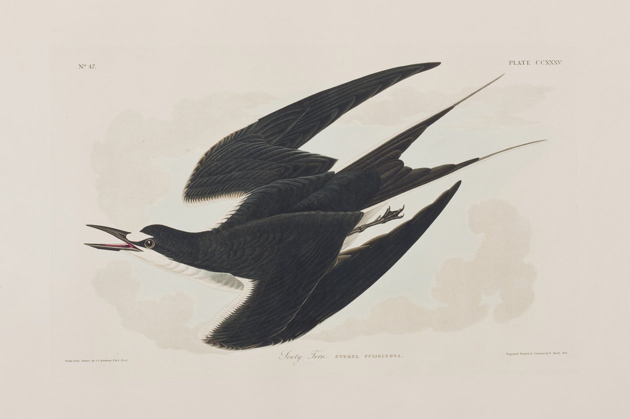 Illustration från "Birds of America" av John James Audubon