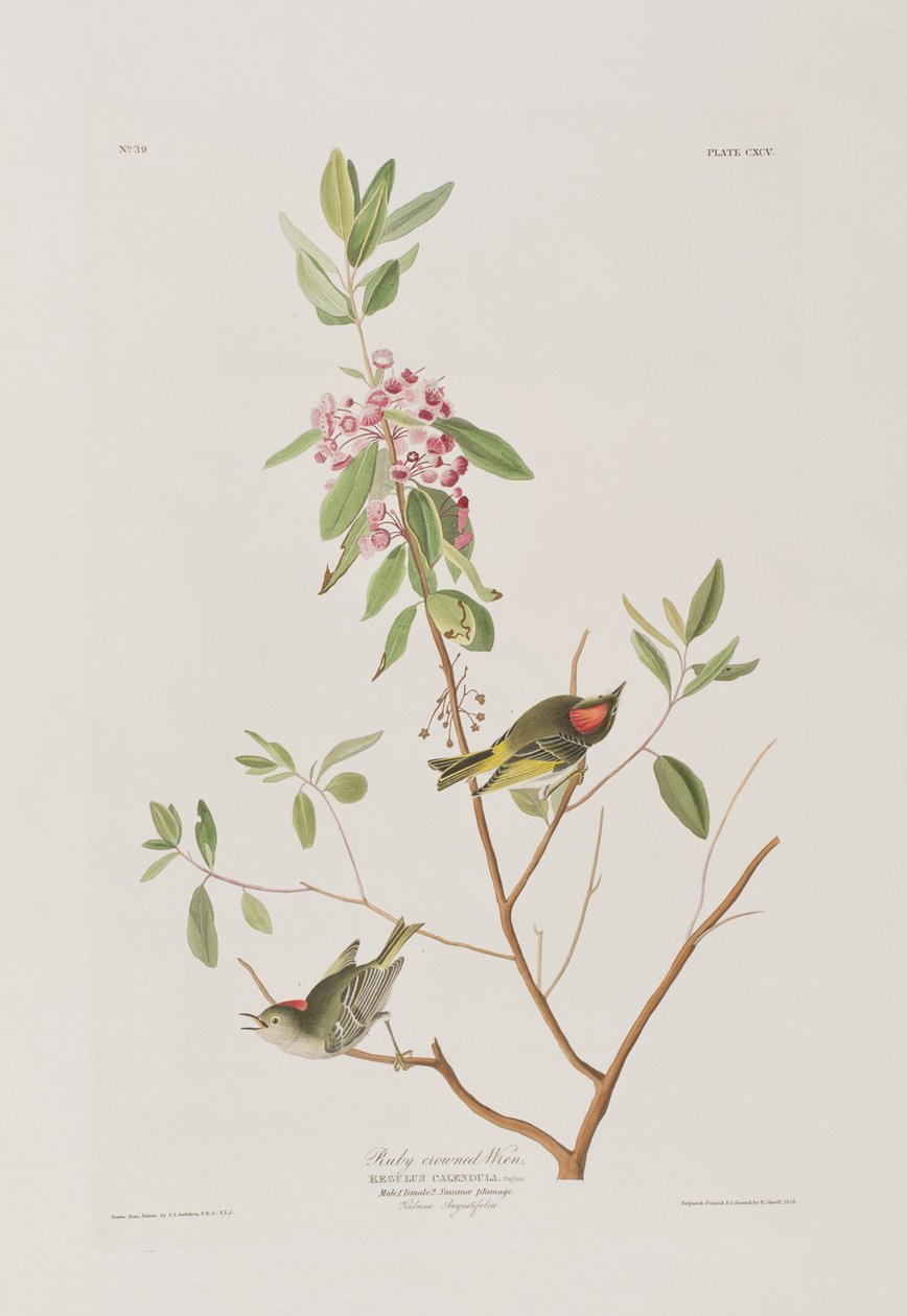 Illustration från "Birds of America" av John James Audubon