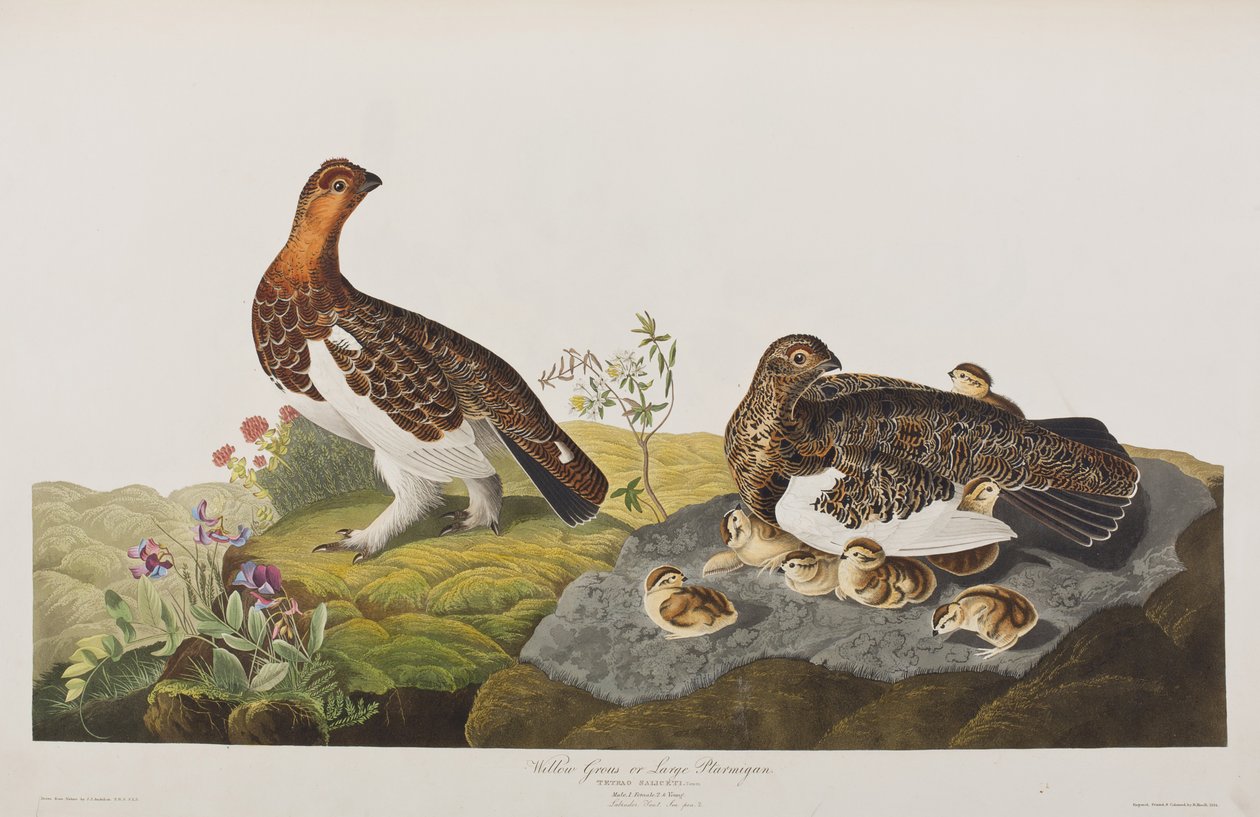 Illustration från "Birds of America" av John James Audubon