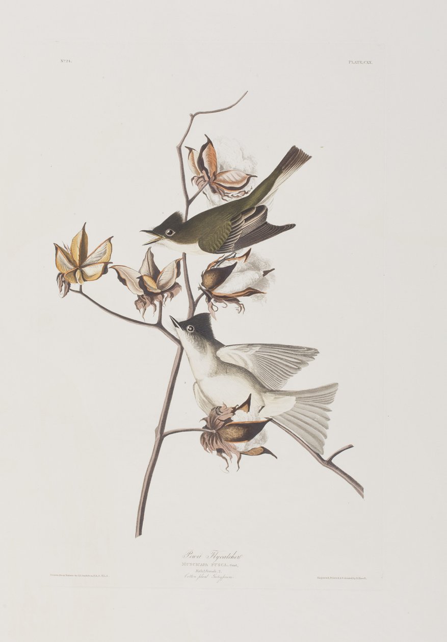 Illustration från "Birds of America" av John James Audubon