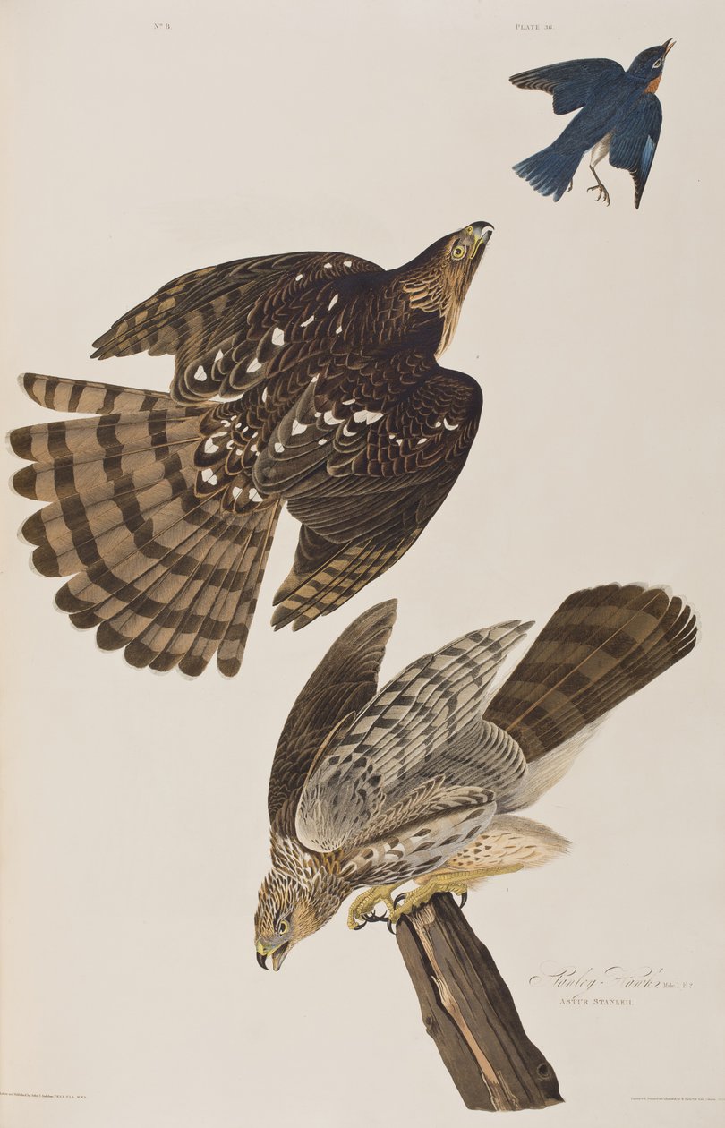 Illustration från "Birds of America" av John James Audubon