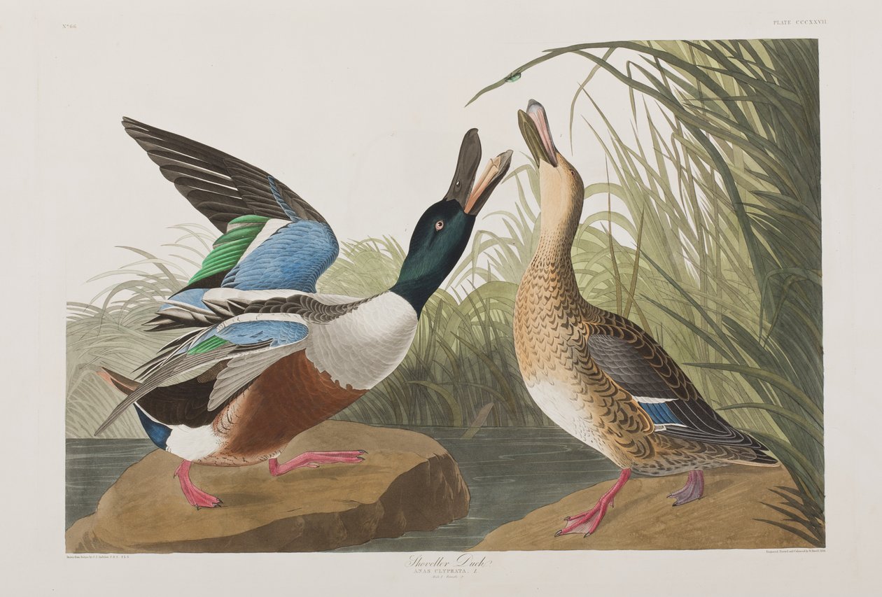 Illustration från "Birds of America" av John James Audubon