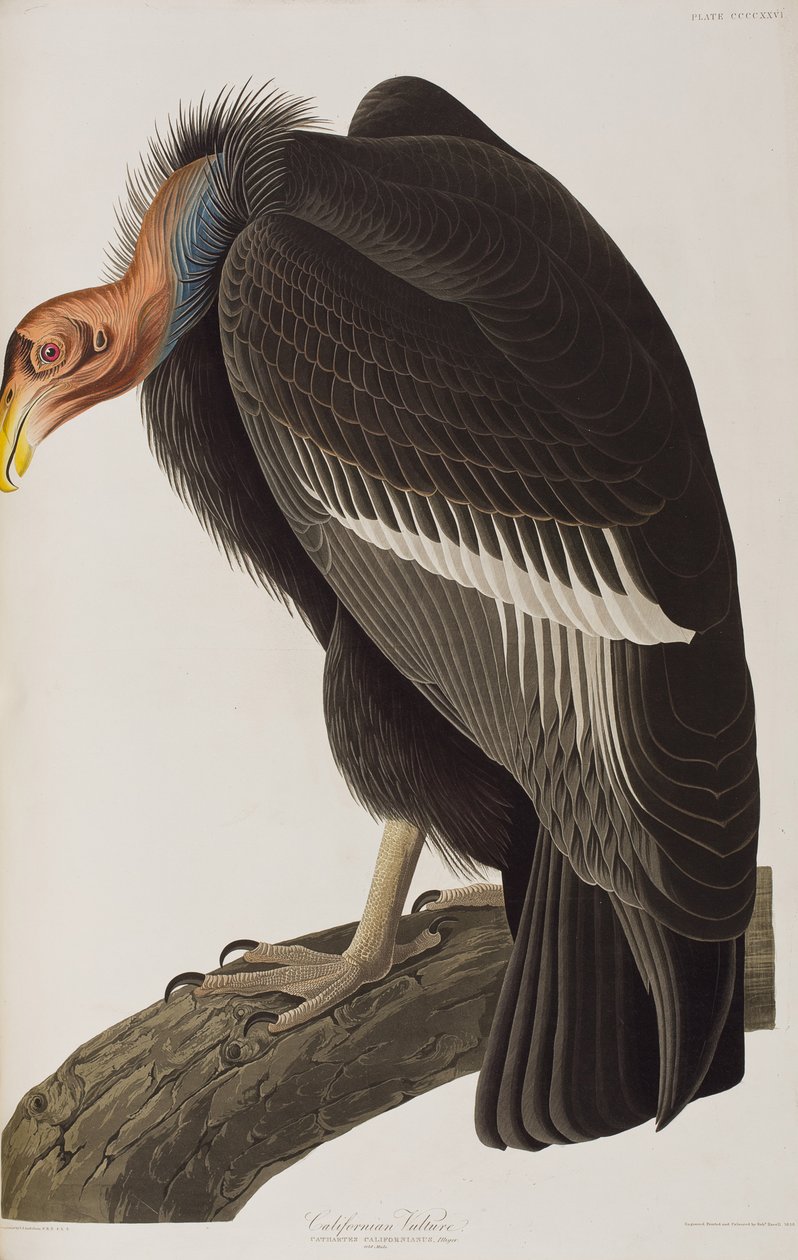 Illustration från "Birds of America" av John James Audubon