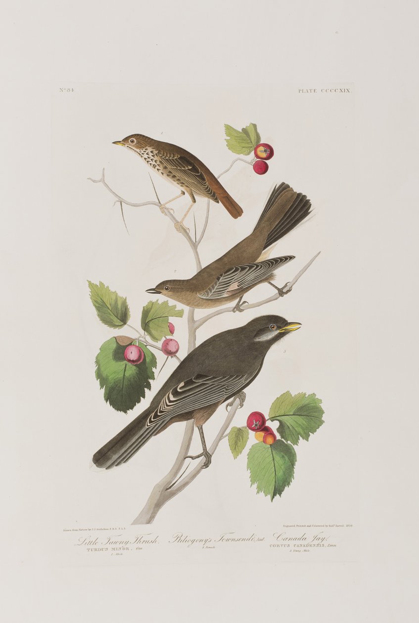 Illustration från "Birds of America" av John James Audubon