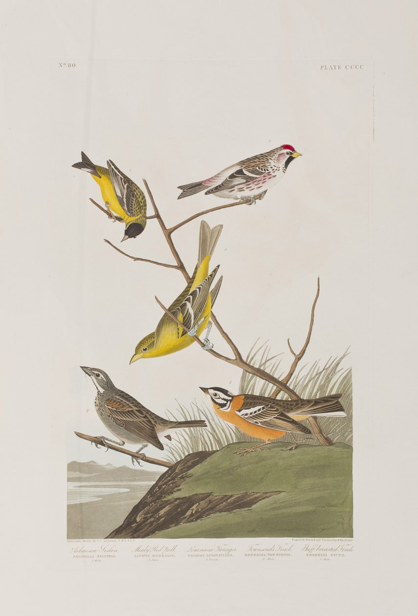 Illustration från "Birds of America" av John James Audubon