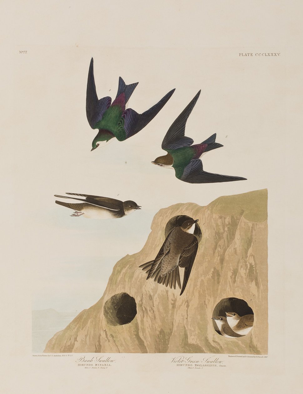 Illustration från "Birds of America" av John James Audubon