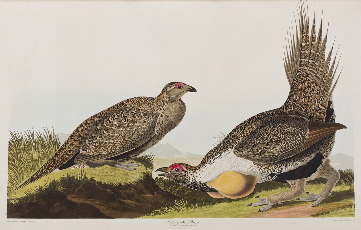 Illustration från "Birds of America" av John James Audubon