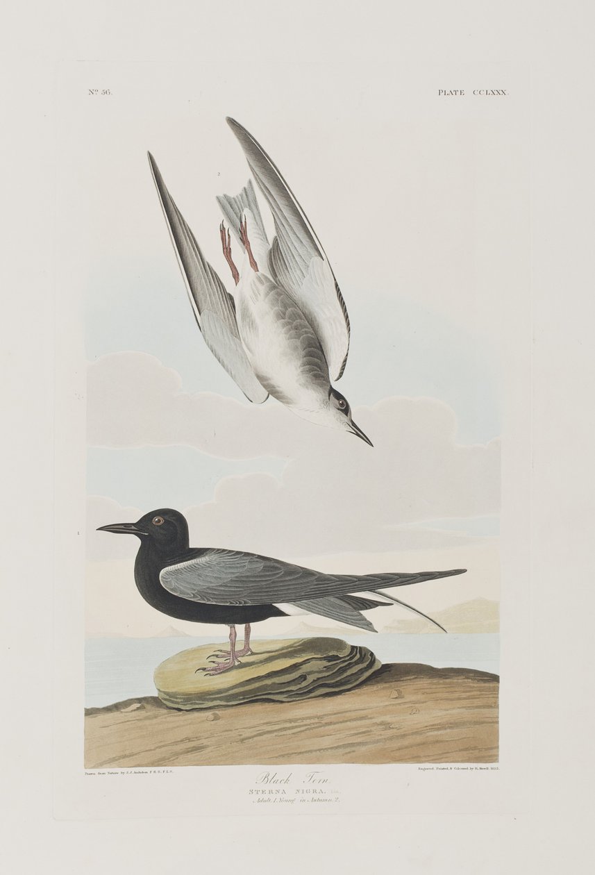 Illustration från "Birds of America" av John James Audubon