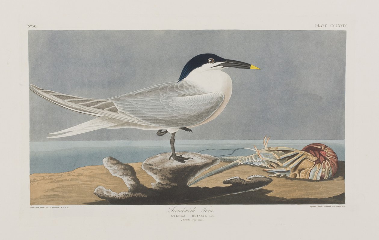 Illustration från "Birds of America" av John James Audubon