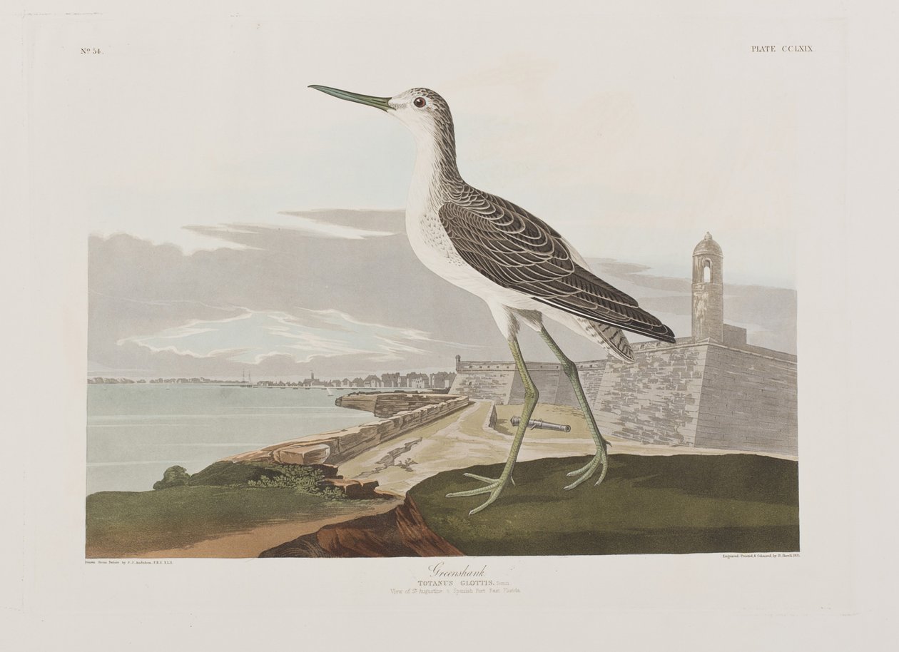 Illustration från "Birds of America" av John James Audubon