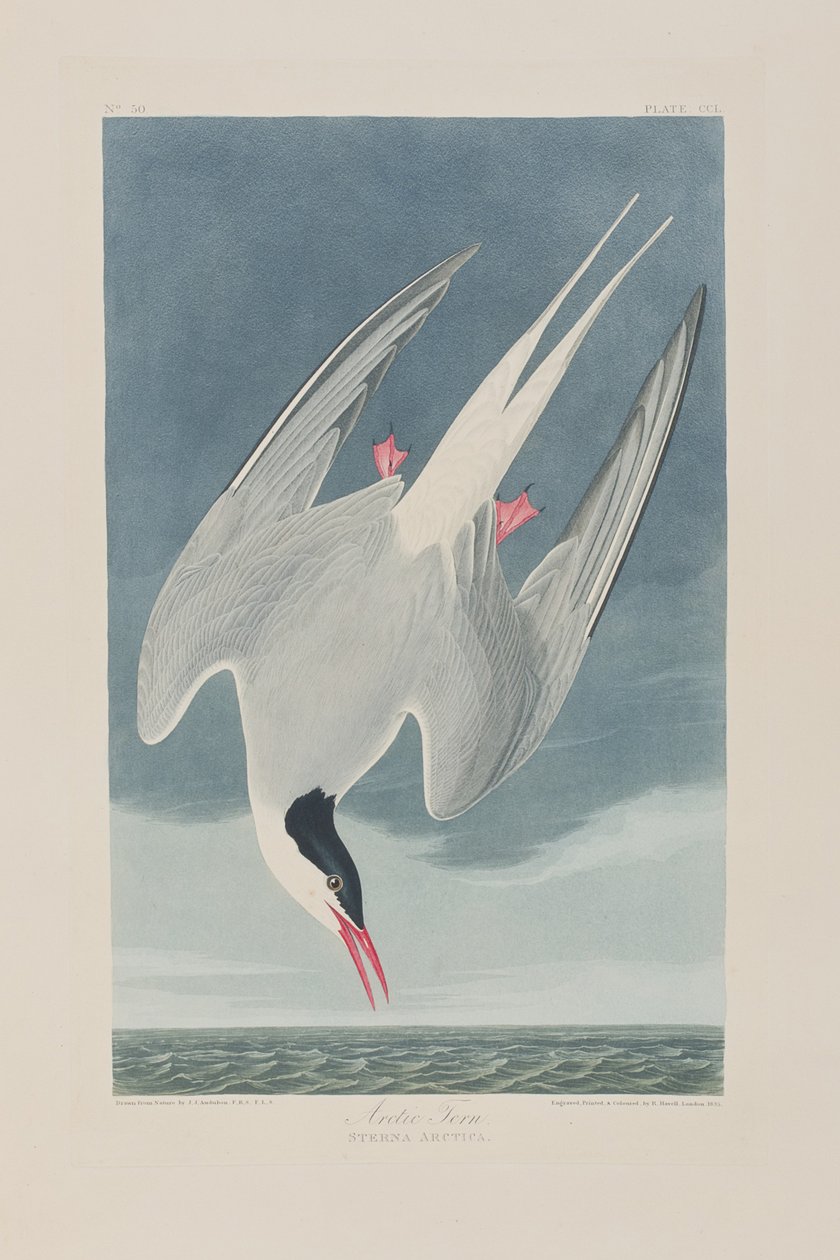 Illustration från "Birds of America" av John James Audubon