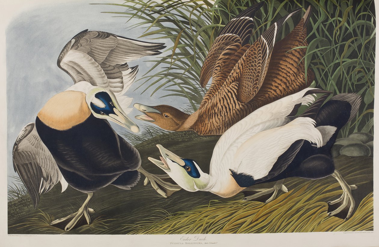Illustration från "Birds of America" av John James Audubon