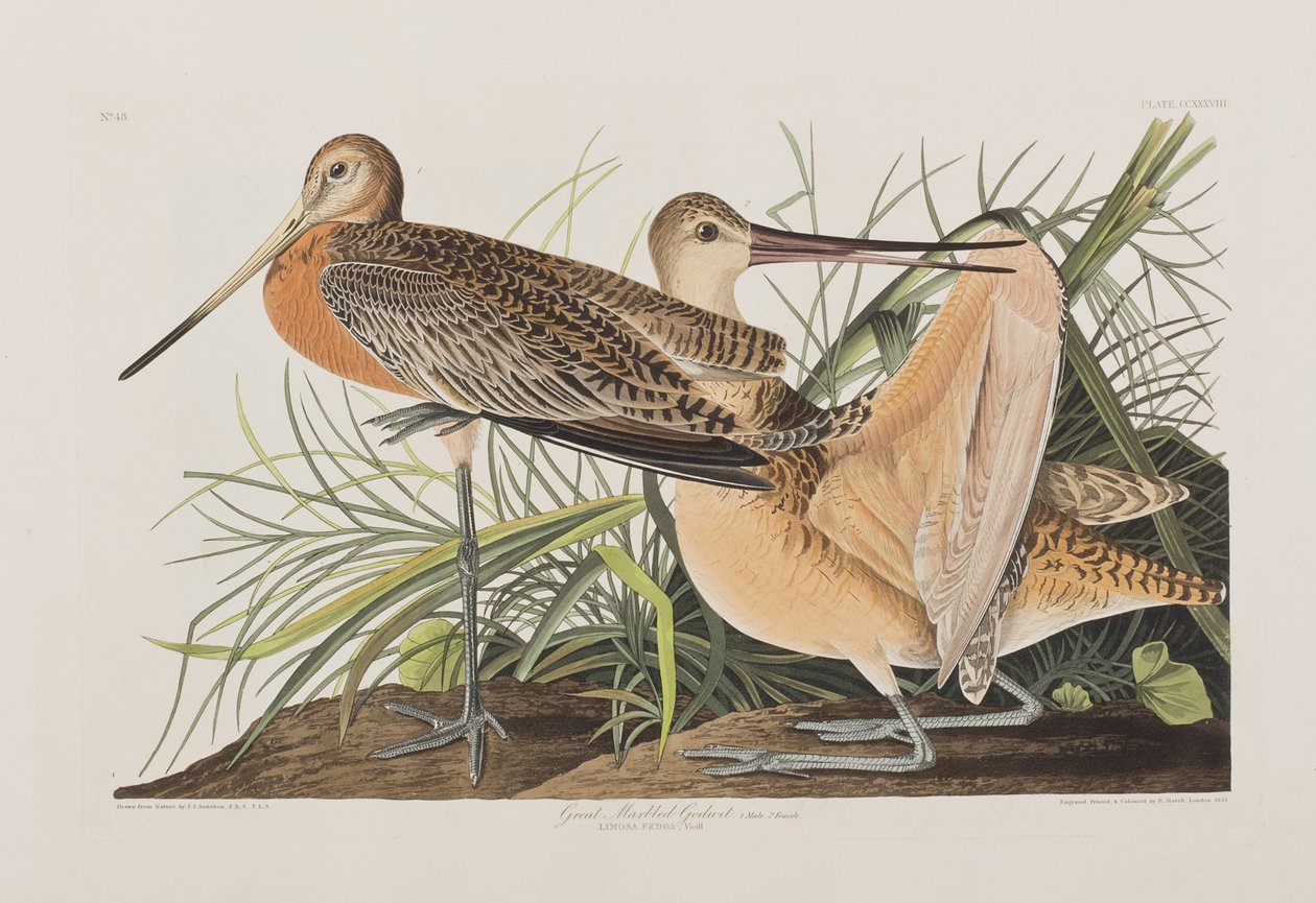Illustration från "Birds of America" av John James Audubon