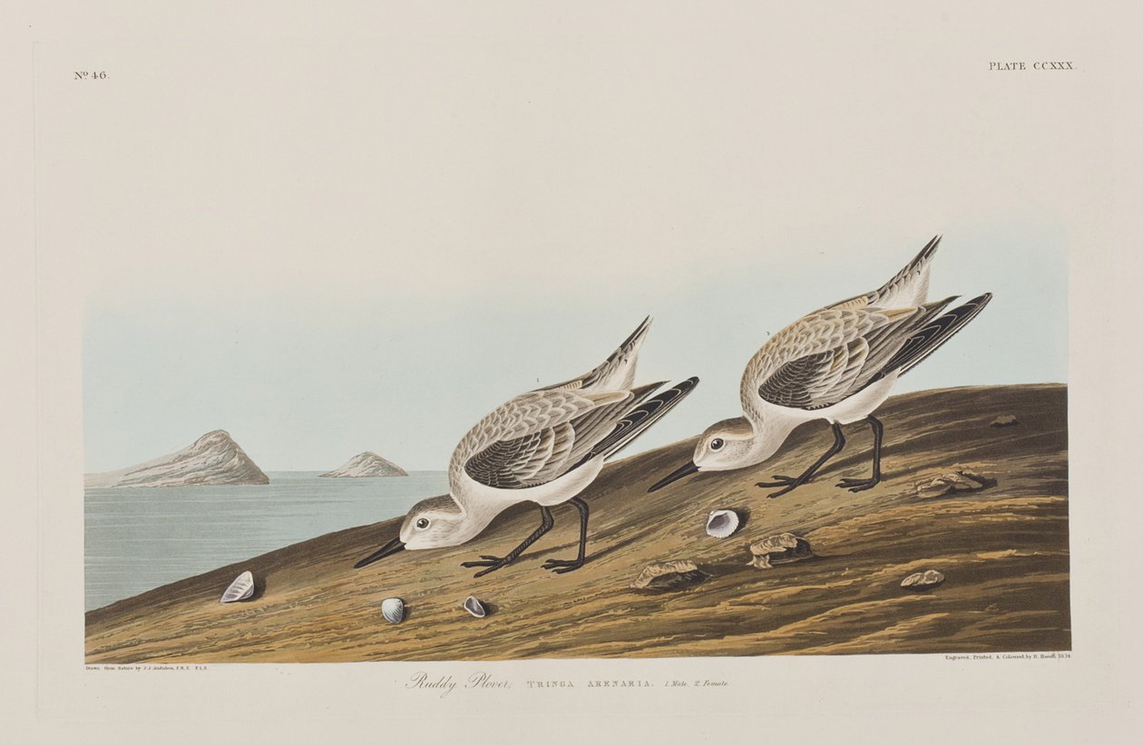 Illustration från "Birds of America" av John James Audubon
