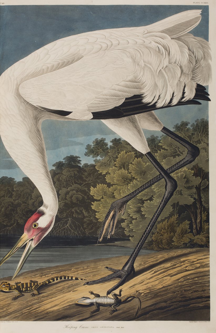 Illustration från "Birds of America" av John James Audubon