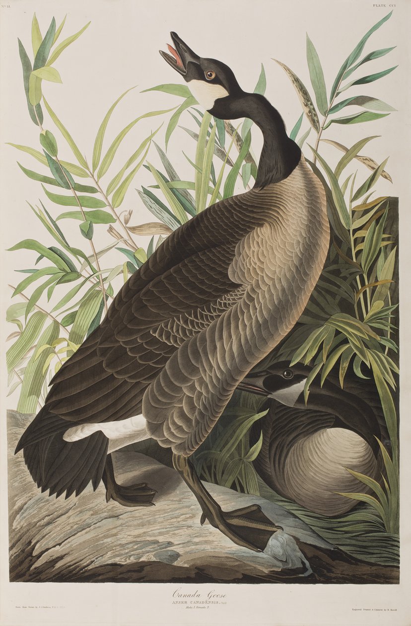 Illustration från "Birds of America" av John James Audubon