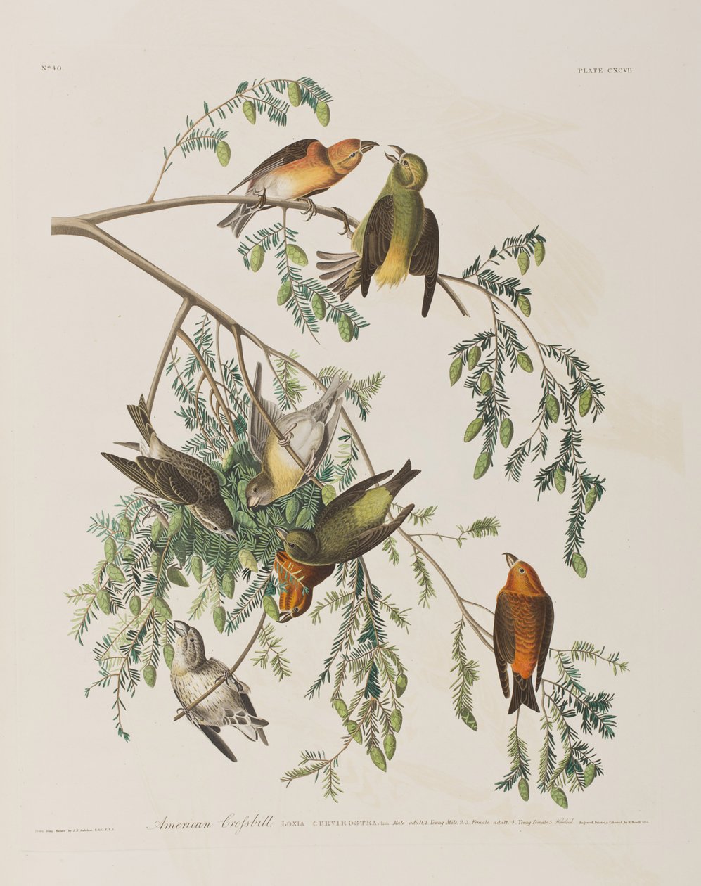 Illustration från "Birds of America" av John James Audubon