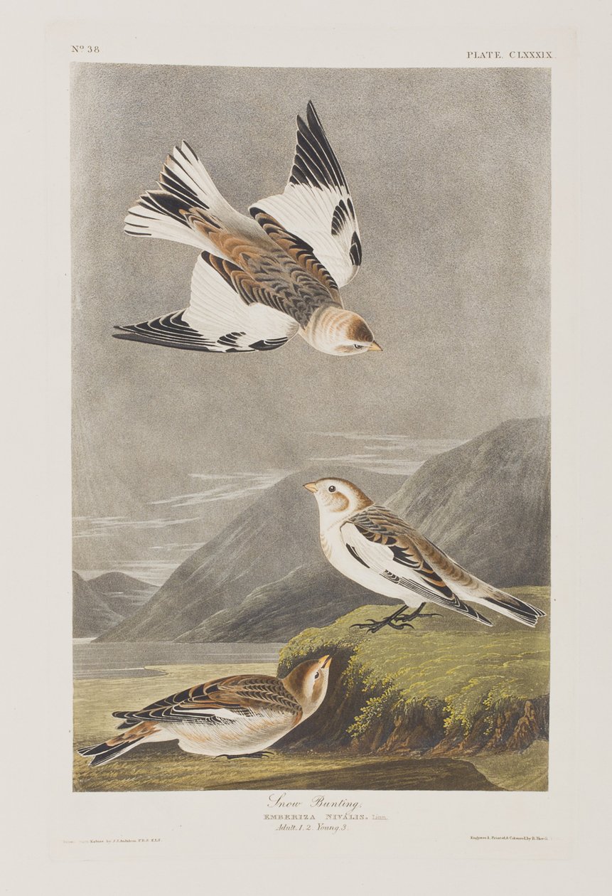 Illustration från "Birds of America" av John James Audubon