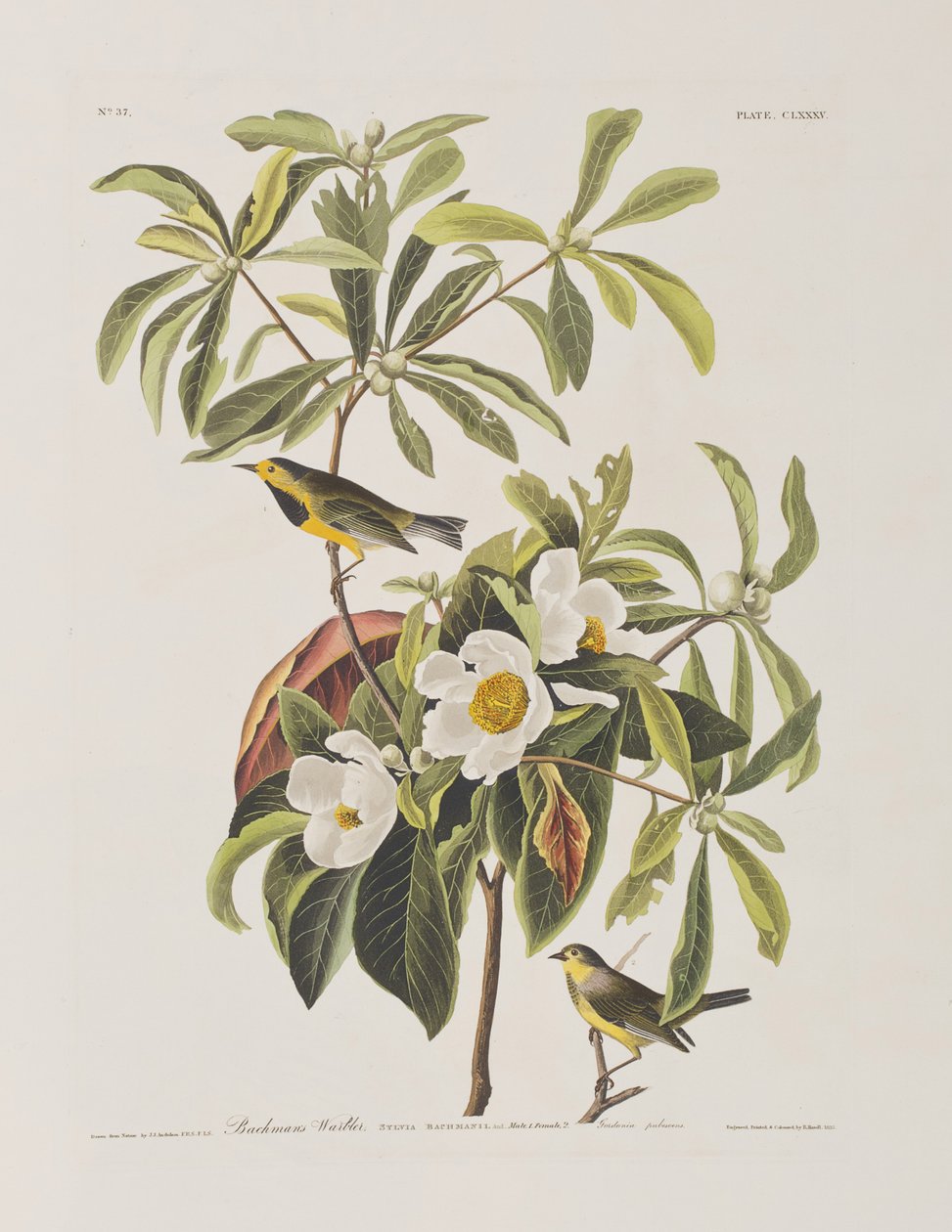 Illustration från "Birds of America" av John James Audubon