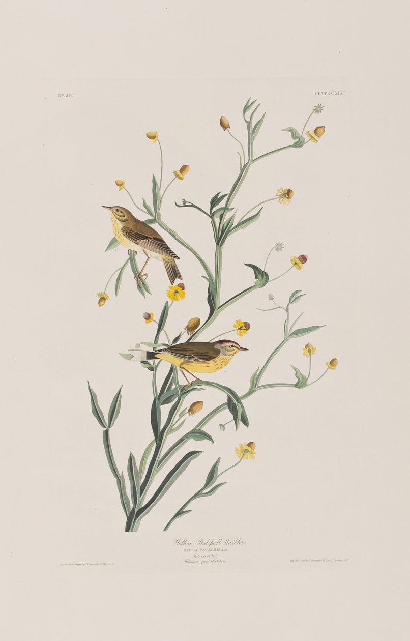 Illustration från "Birds of America" av John James Audubon