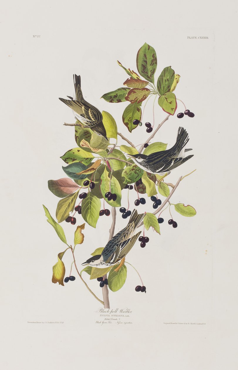 Illustration från "Birds of America" av John James Audubon